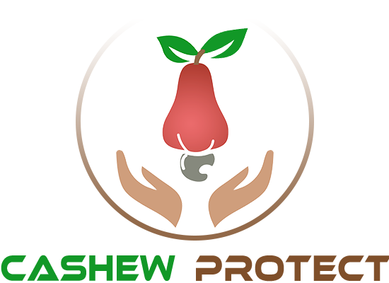 cashew logo